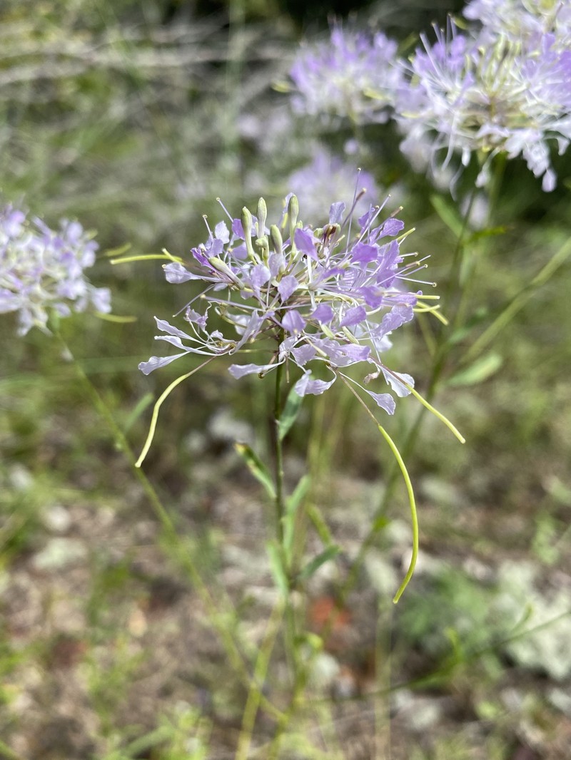 Carolina Pinelandcress