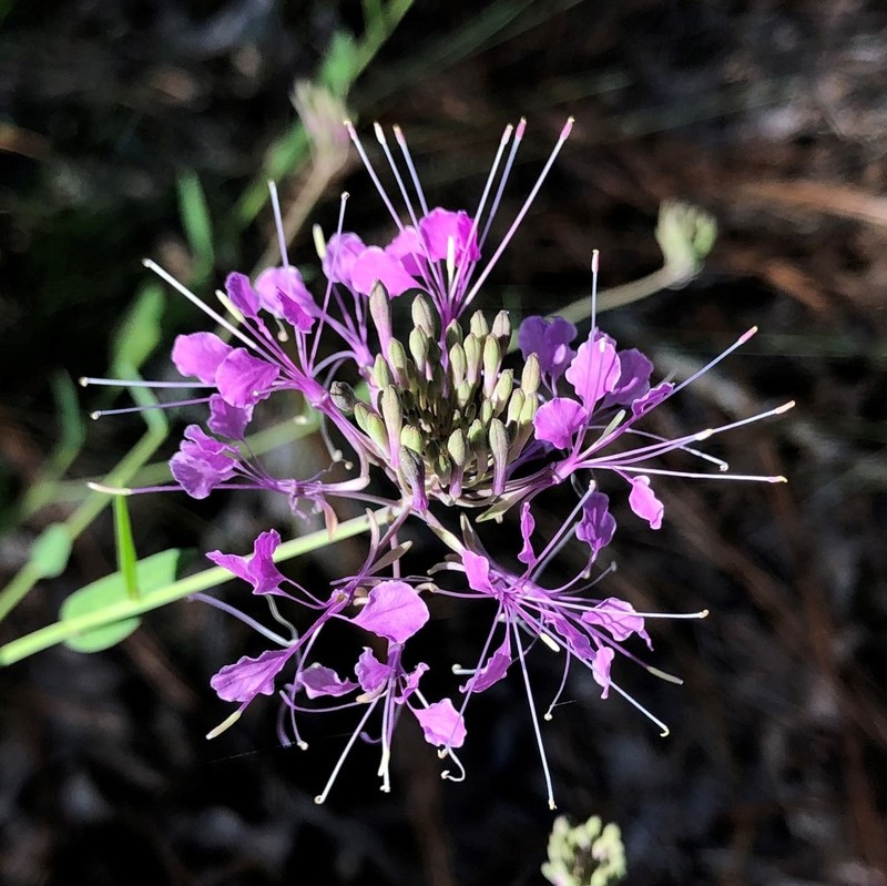 Sessileleaf Pinelandcress