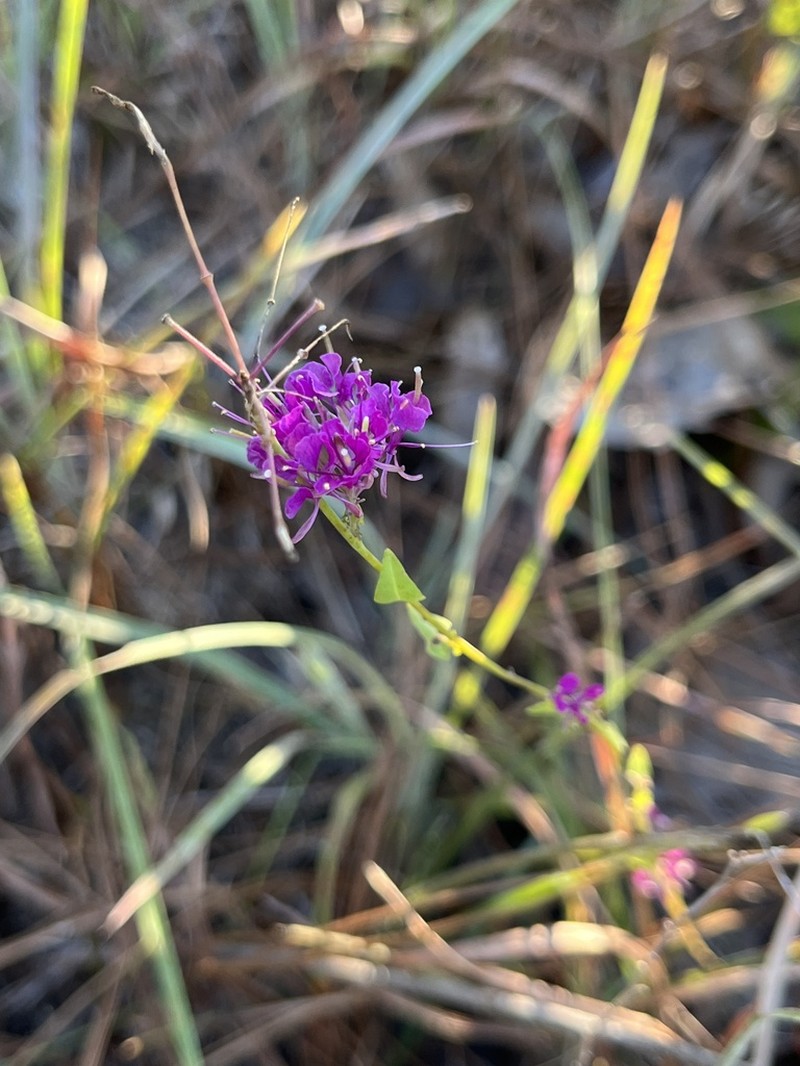 Sessileleaf Pinelandcress photo 2