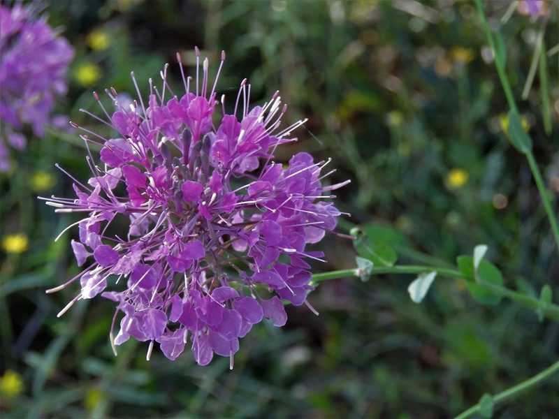Sessileleaf Pinelandcress photo 3