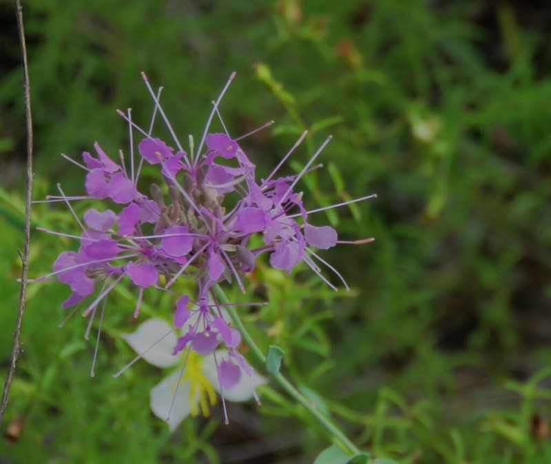 Sessileleaf Pinelandcress photo 4