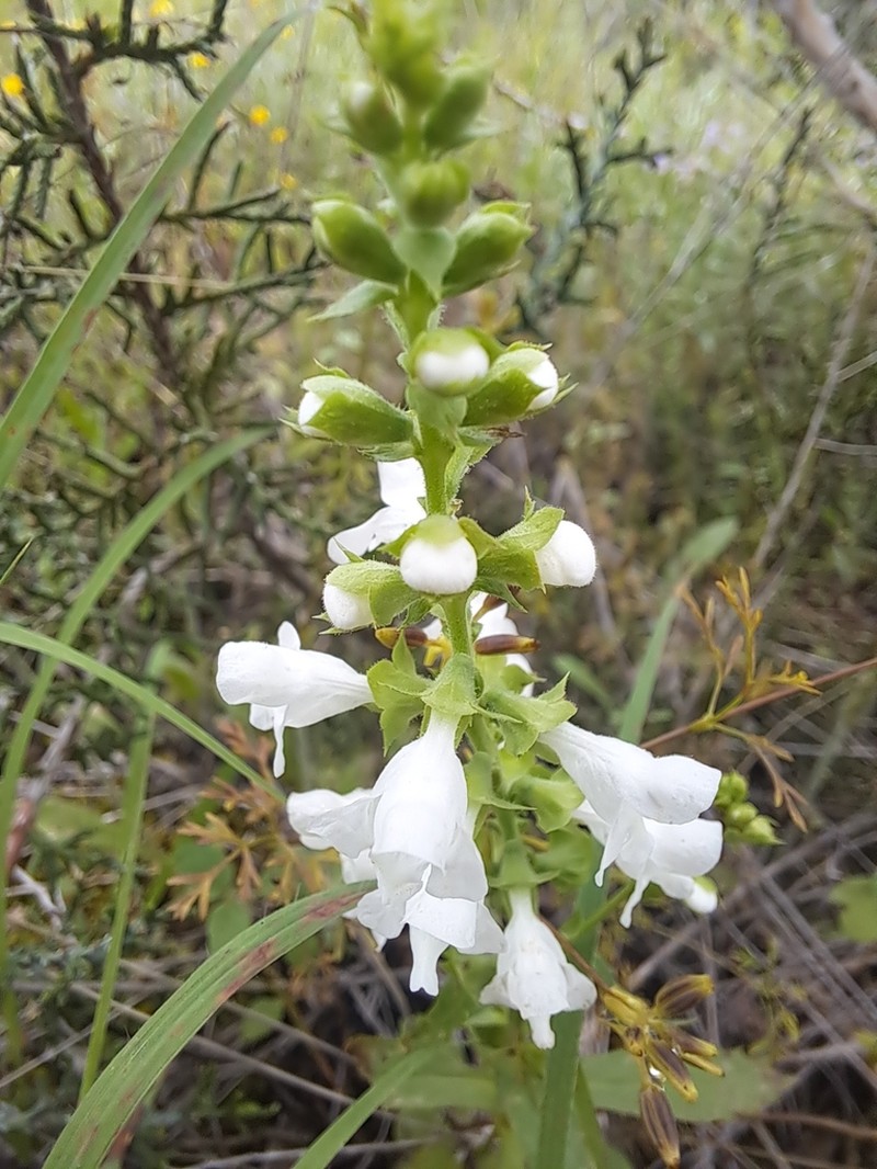 Prairie Brazosmint photo 3