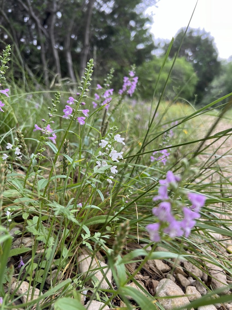 Prairie Brazosmint photo 4