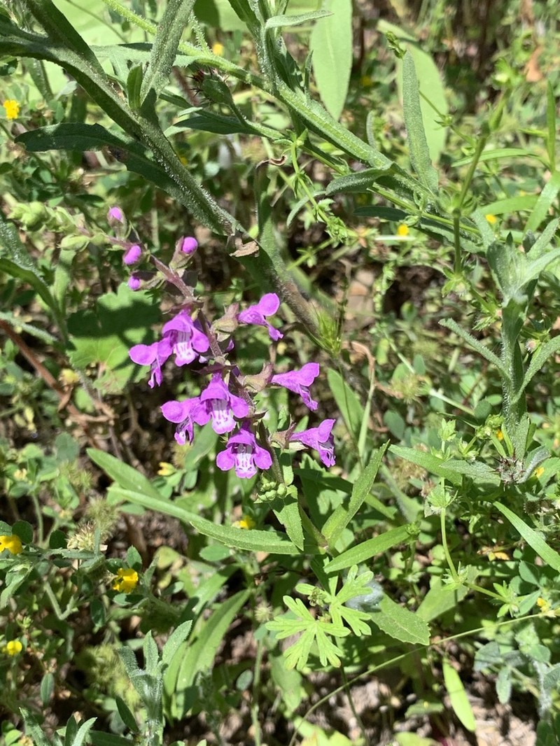 Prairie Brazosmint photo 5