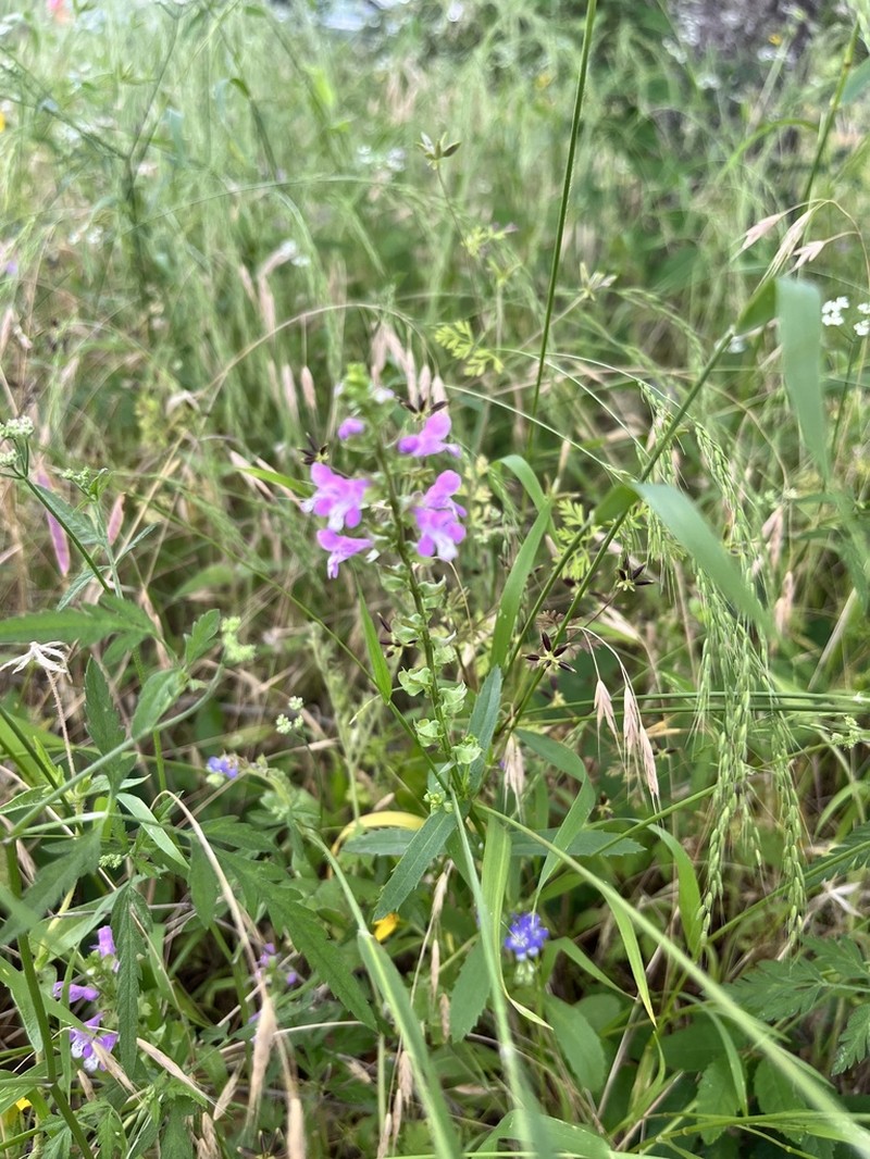 Prairie Brazosmint photo 6