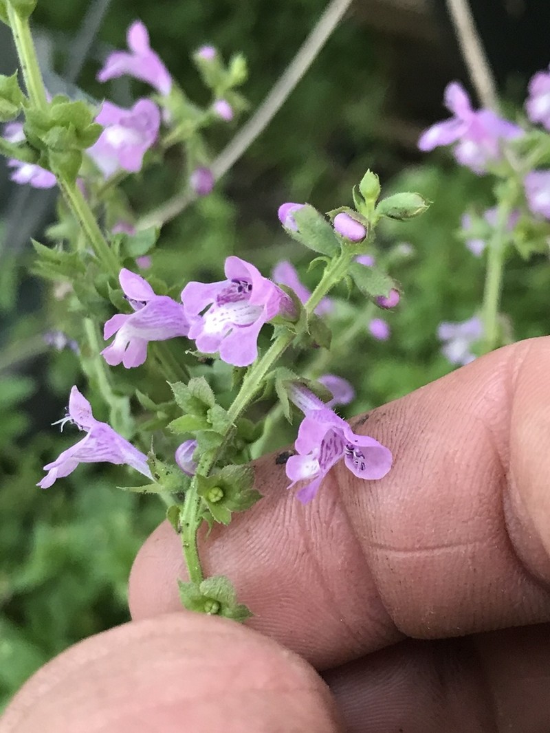 Prairie Brazosmint photo 7