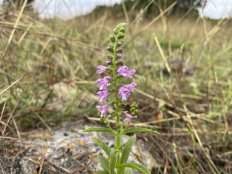 Prairie Brazosmint photo 8