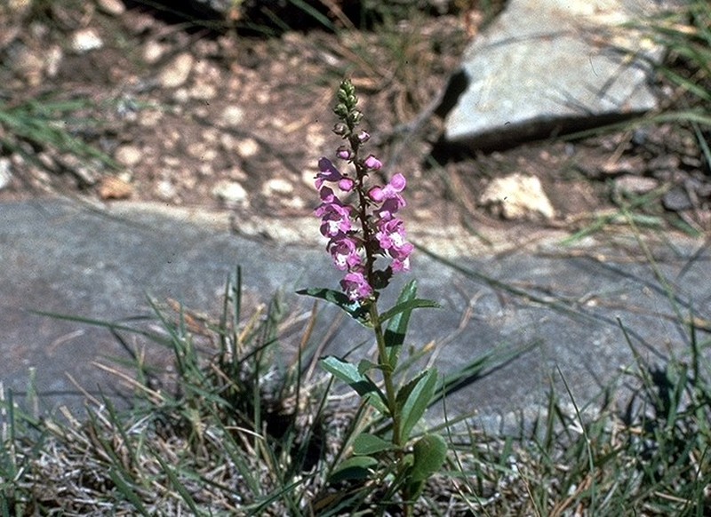 Prairie Brazosmint