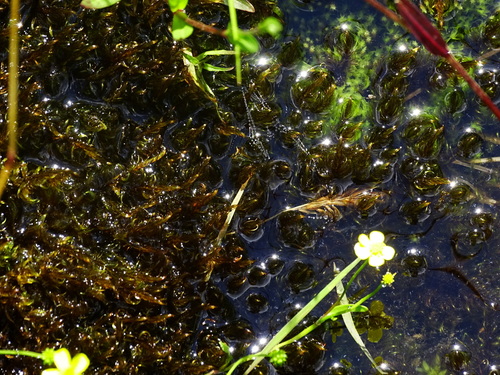 Warnstorfia Moss photo 2