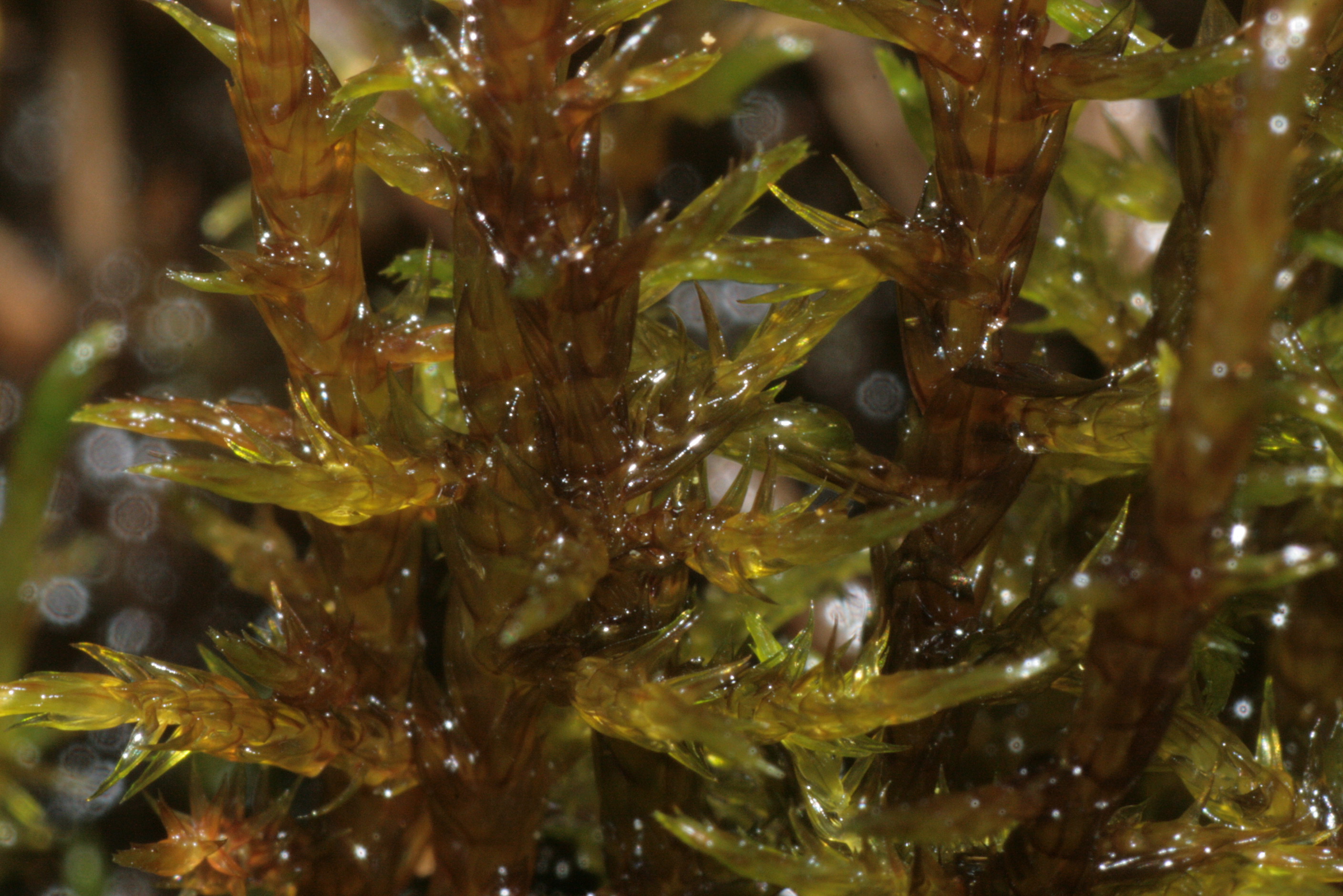 Warnstorfia Moss photo 3