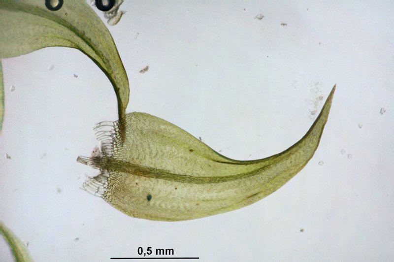 Warnstorfia Moss photo 6
