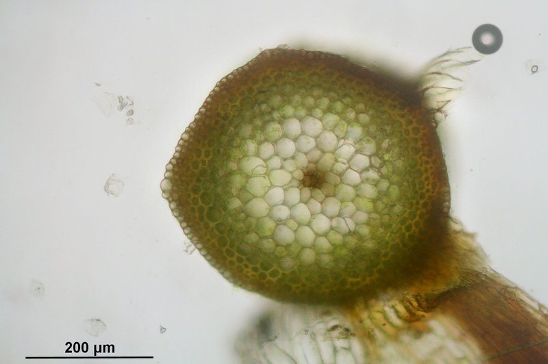 Warnstorfia Moss photo 8