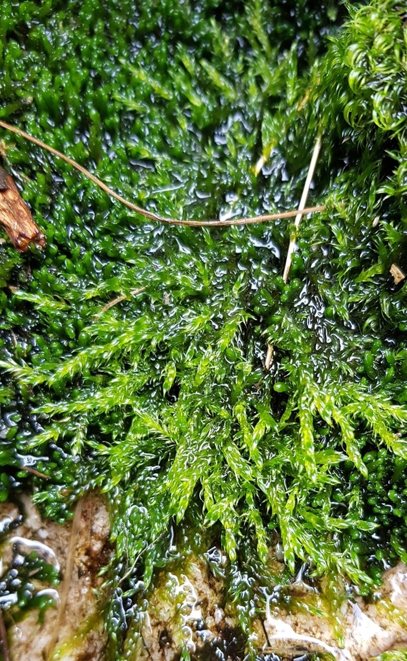 Warnstorfia Moss photo 2