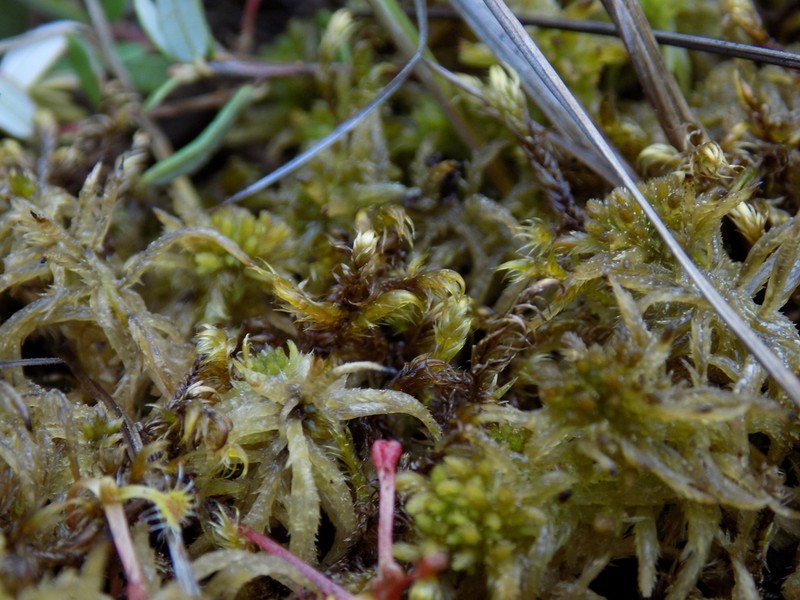 Warnstorfia Moss photo 3