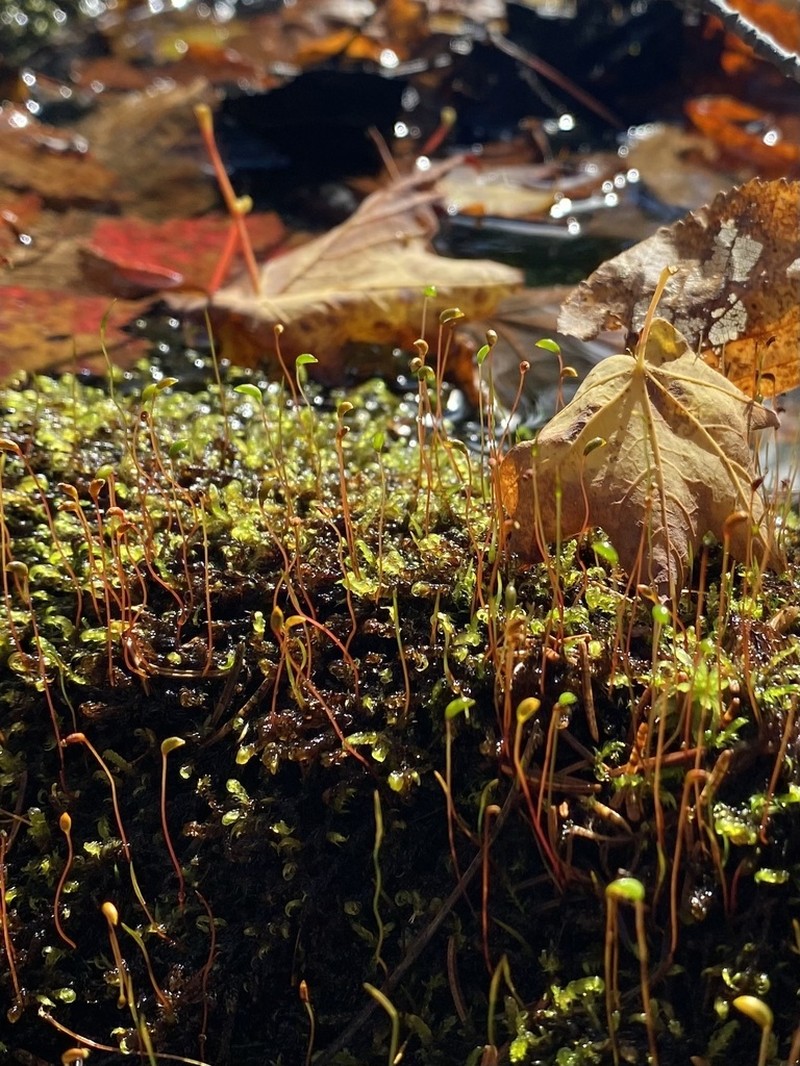 Warnstorfia Moss photo 4
