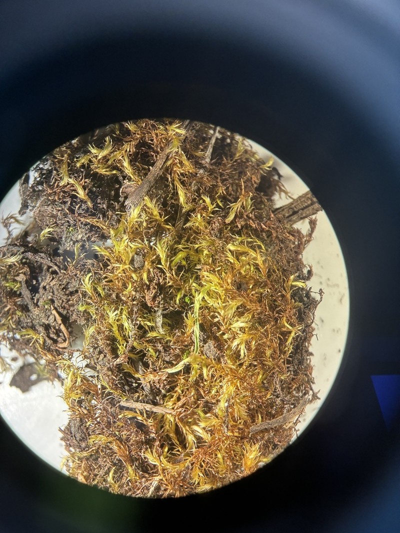 Warnstorfia Moss photo 5