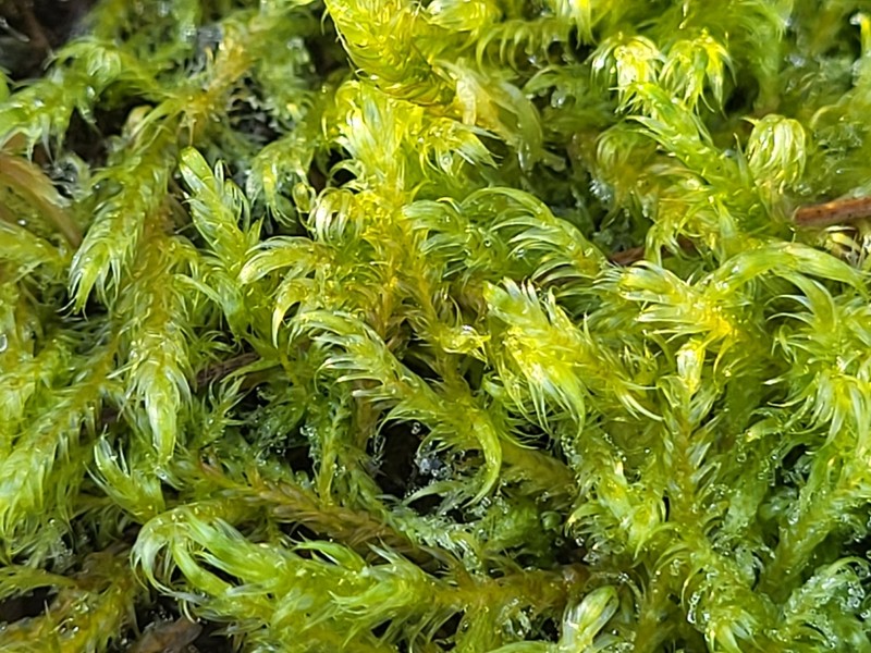 Warnstorfia Moss photo 6