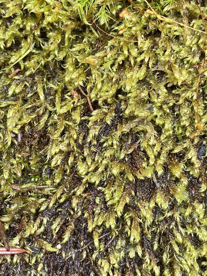 Warnstorfia Moss photo 7