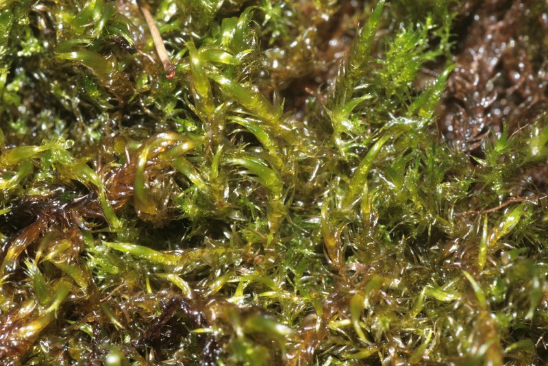 Warnstorfia Moss