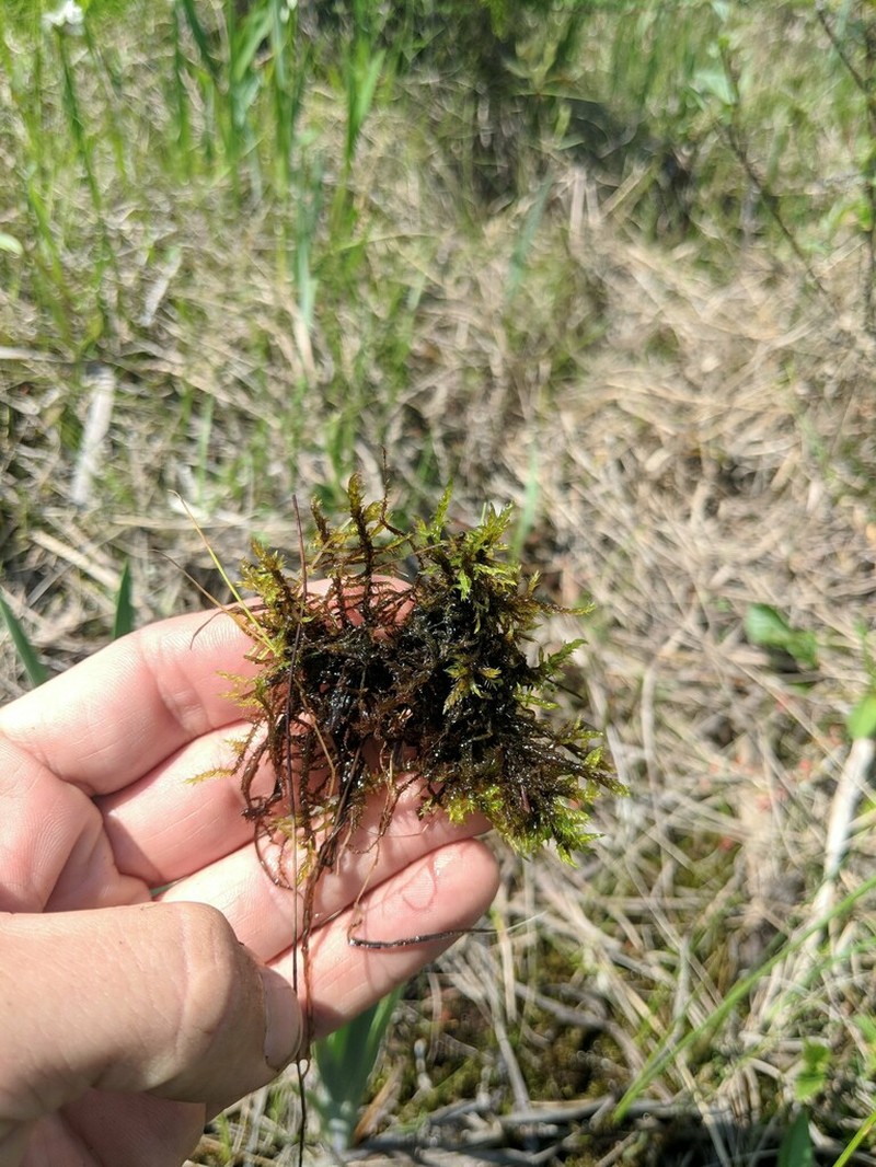 Warnstorfia Moss