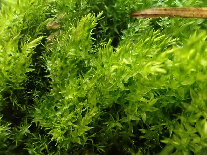 Warnstorfia Moss photo 2