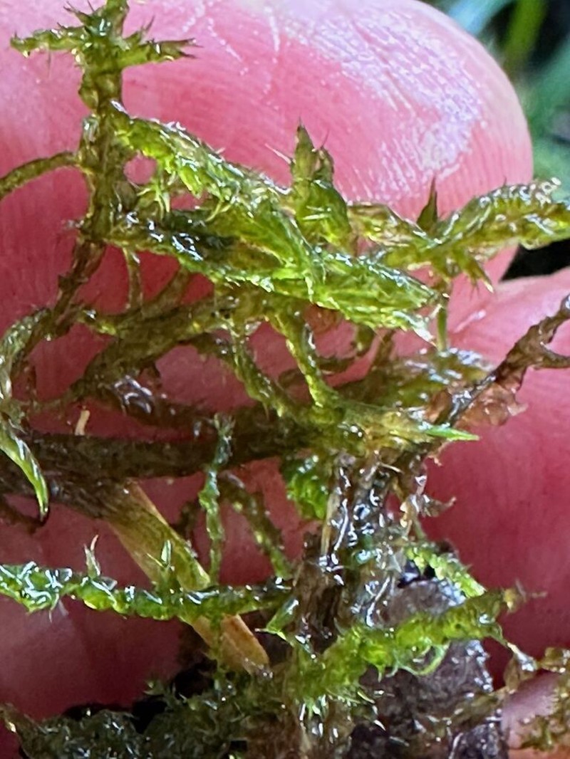 Warnstorfia Moss photo 3