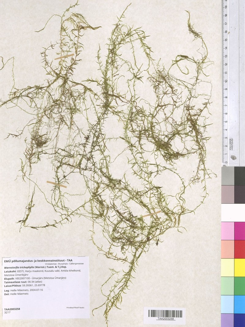 Warnstorfia Moss