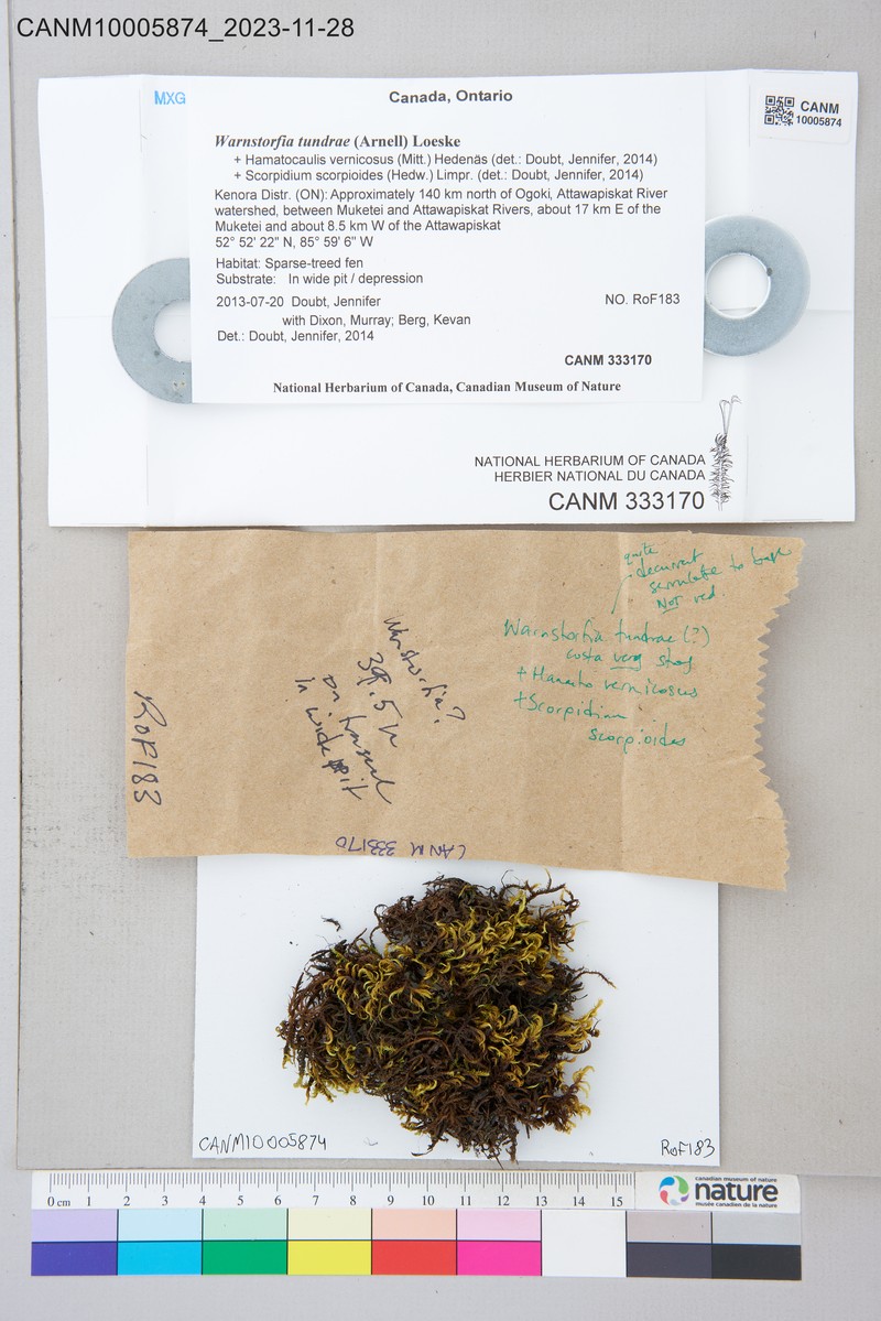 Tundra Warnstorfia Moss