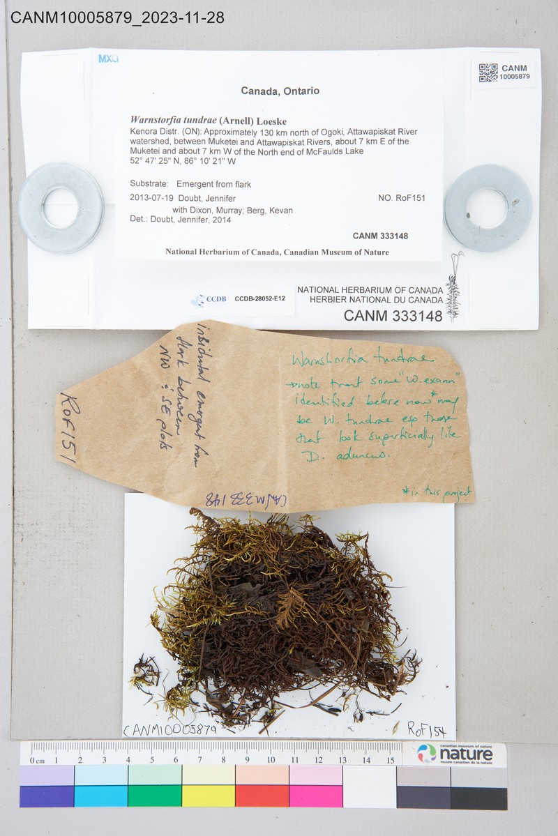 Tundra Warnstorfia Moss photo 2