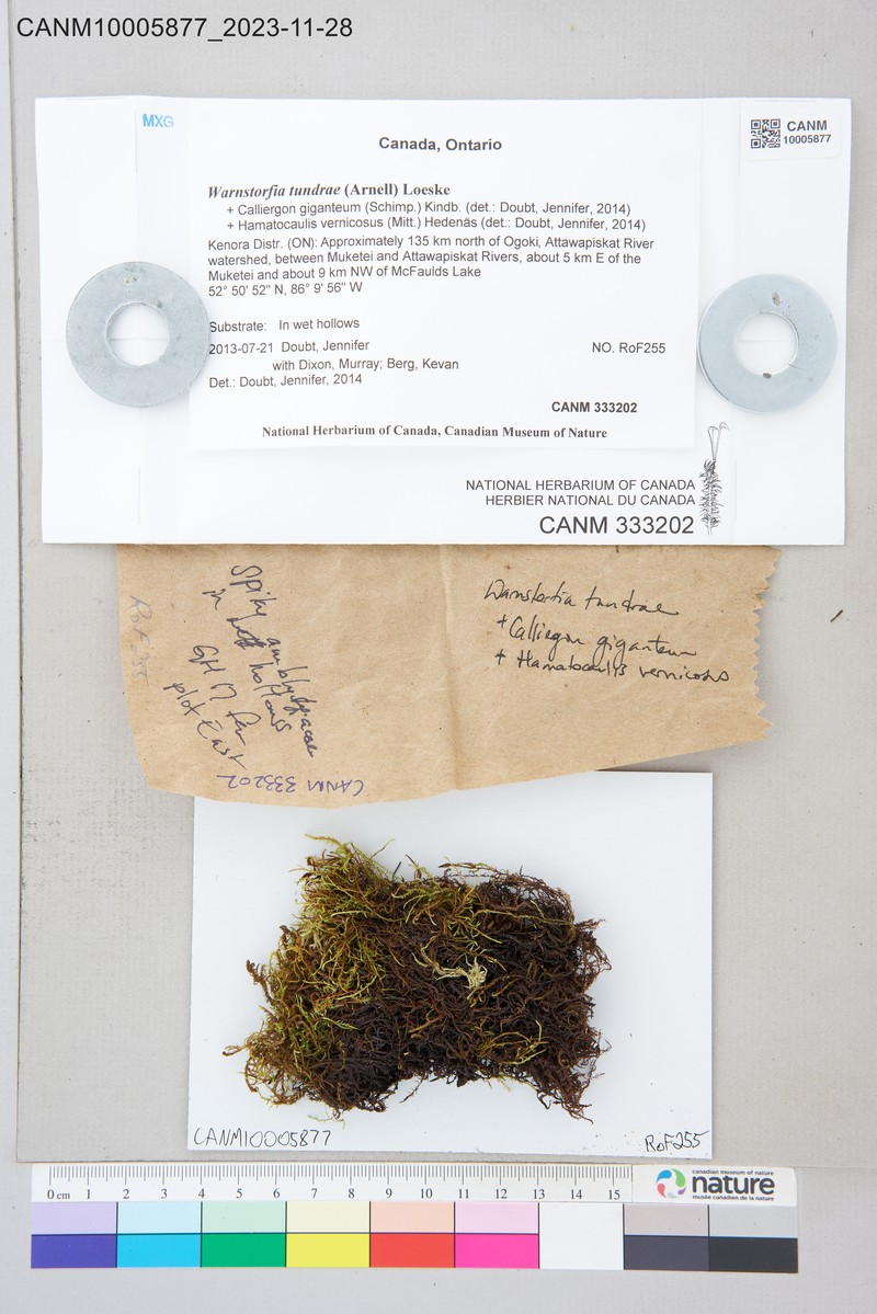 Tundra Warnstorfia Moss photo 3