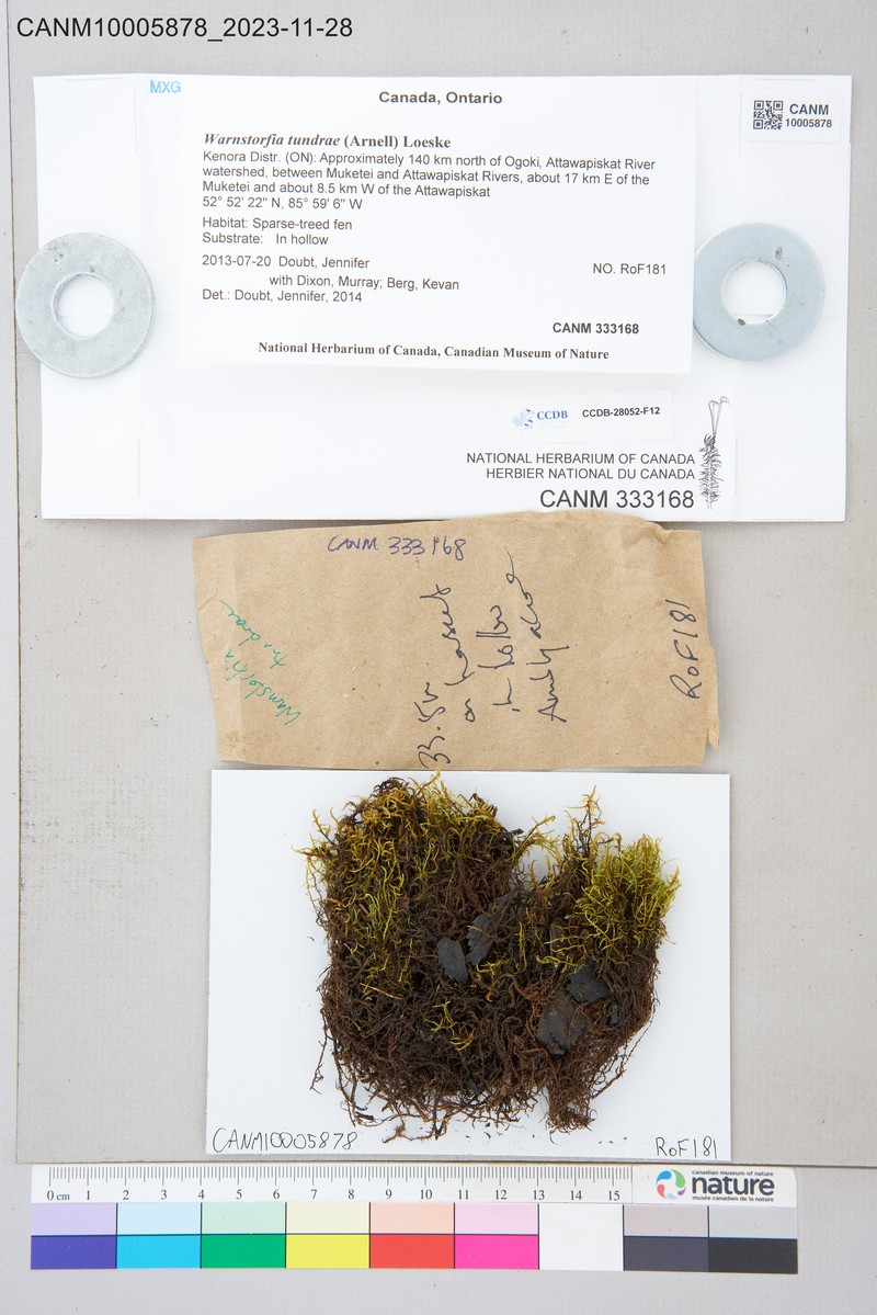 Tundra Warnstorfia Moss photo 4