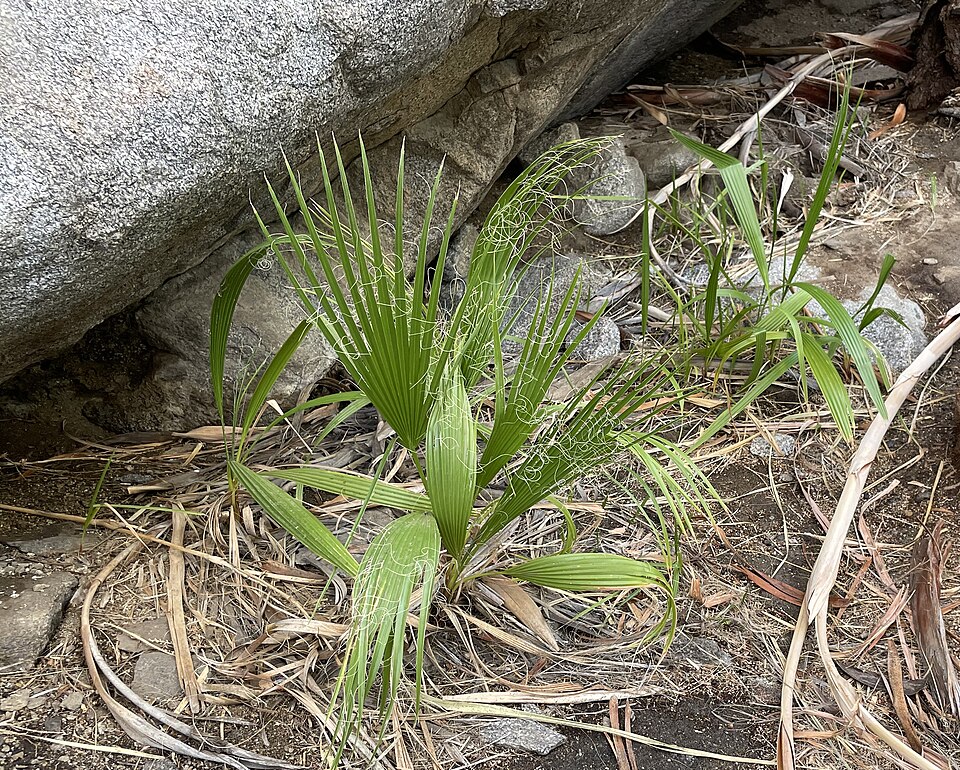 California Fan Palm photo 2