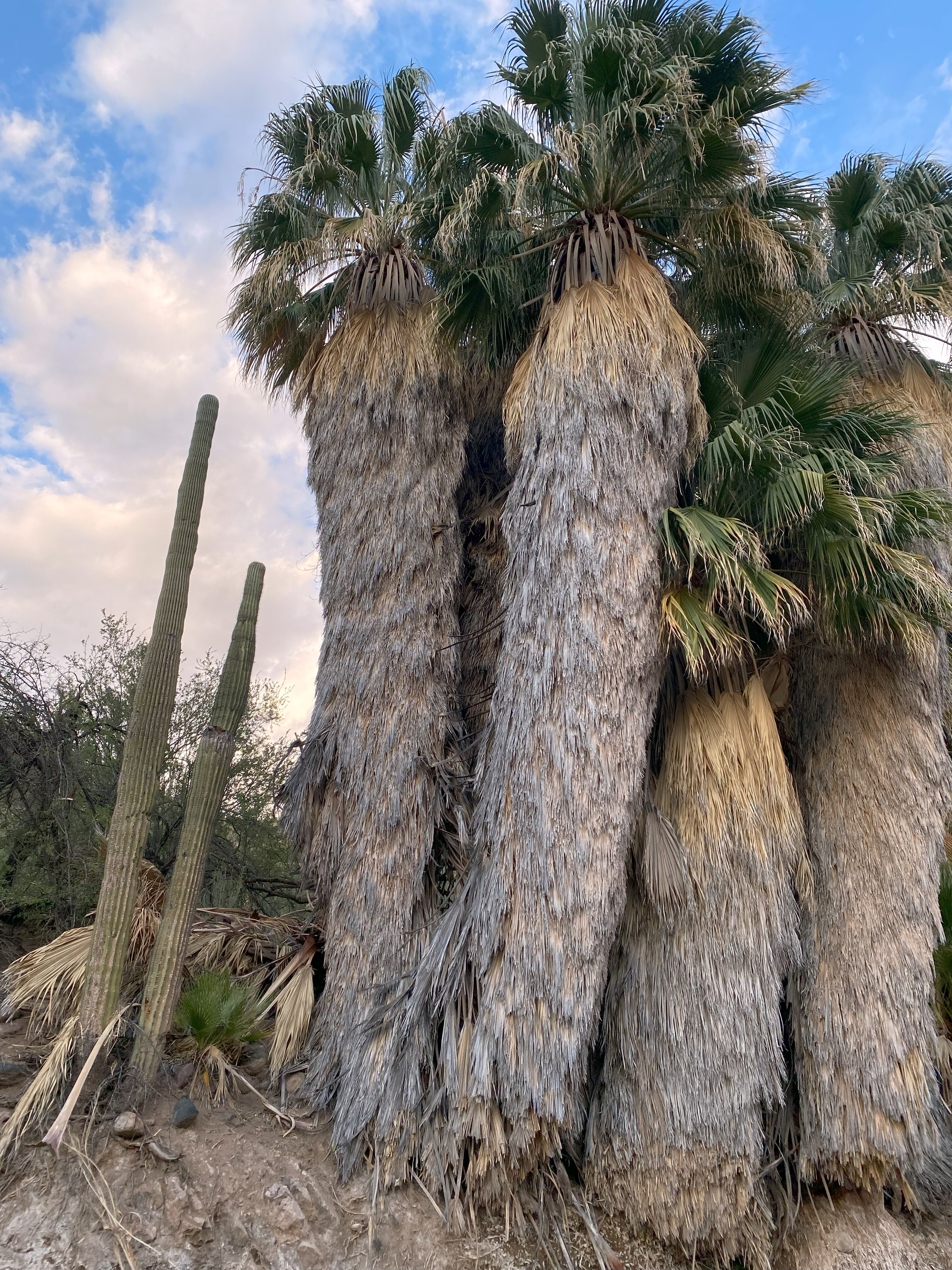 California Fan Palm photo 4
