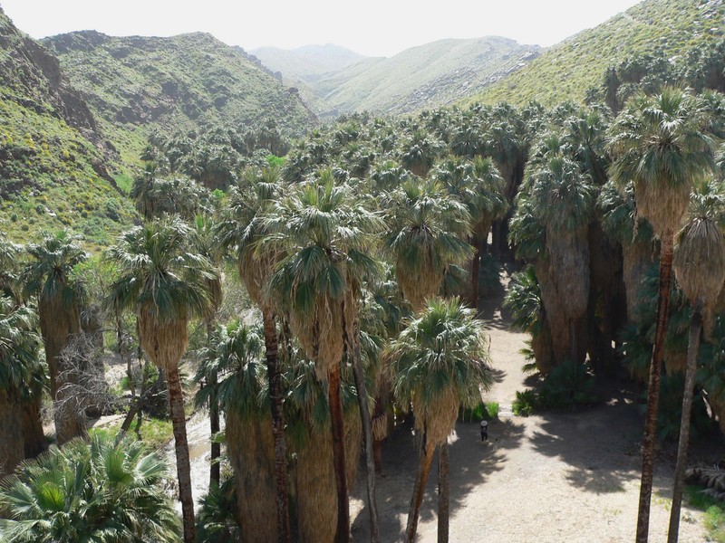 California Fan Palm photo 6