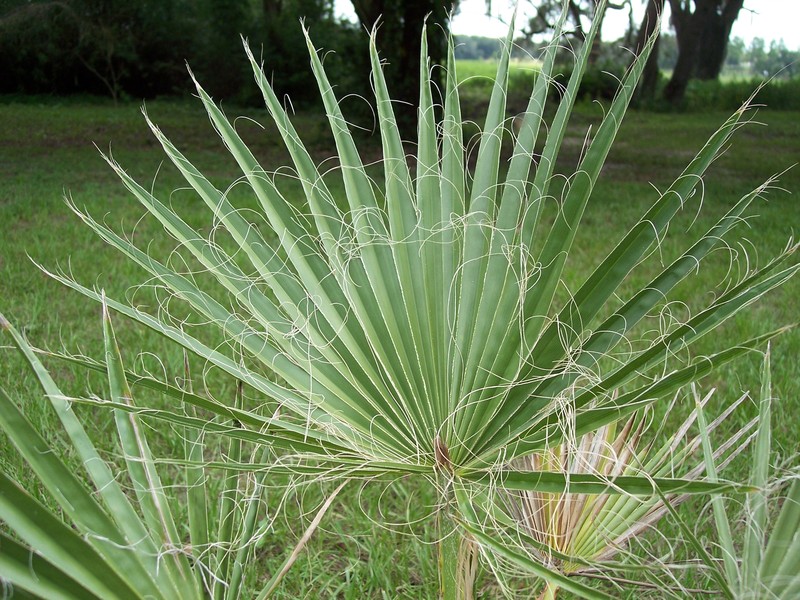 California Fan Palm photo 7