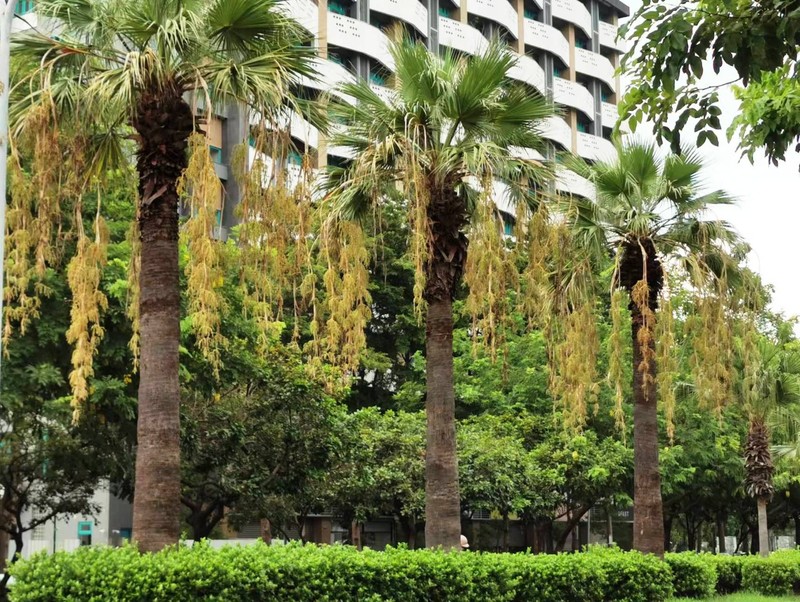 California Fan Palm photo 8