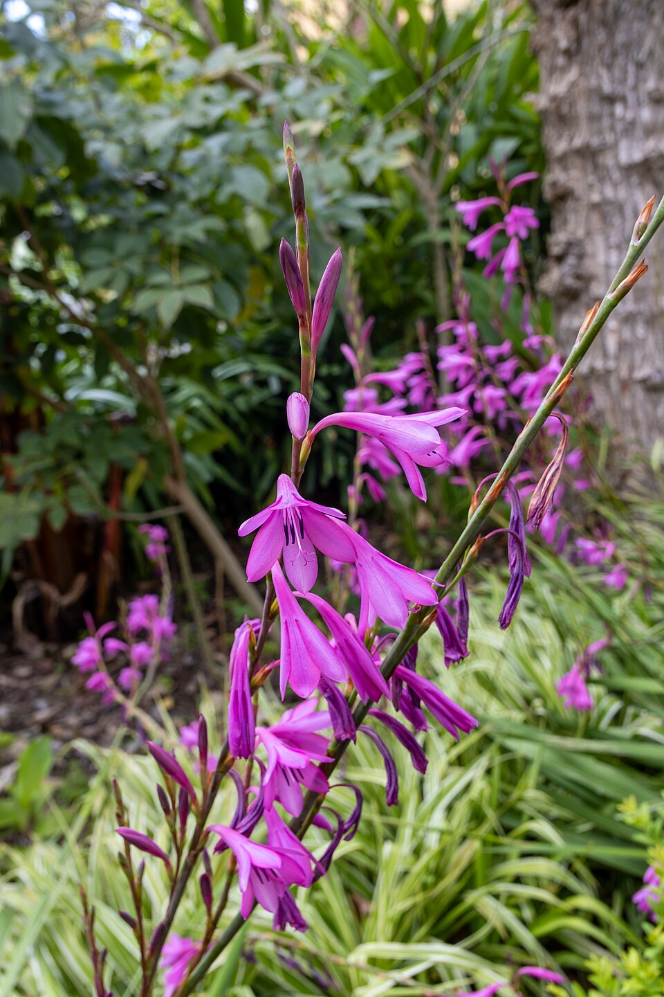 Cape Bugle-Lily photo 4