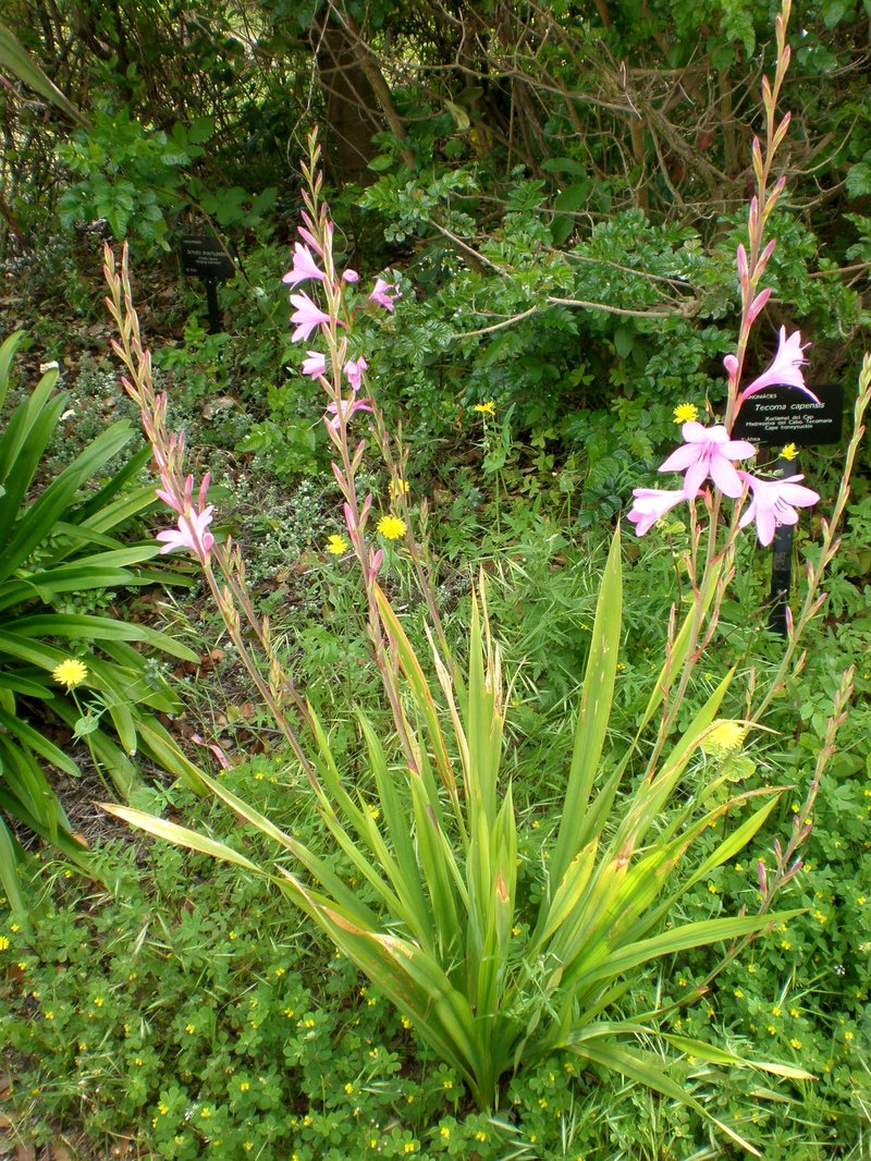 Cape Bugle-Lily photo 5