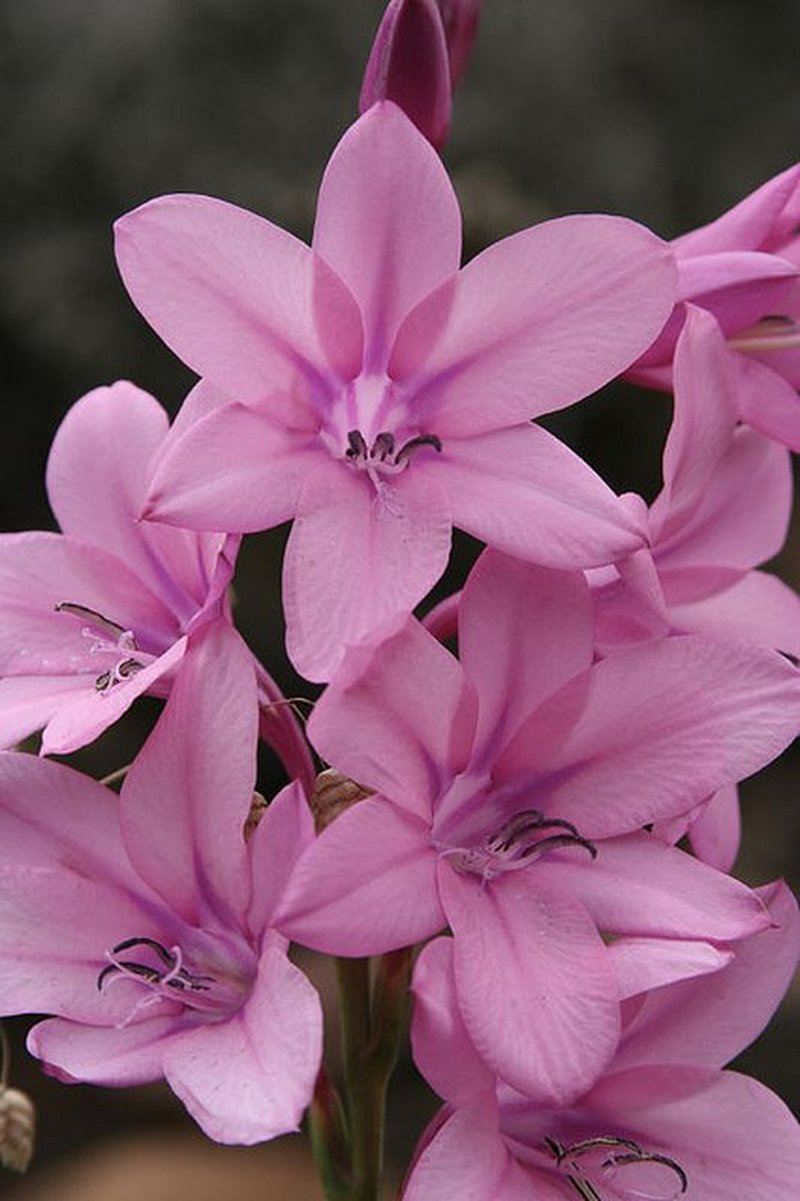 Cape Bugle-Lily photo 6