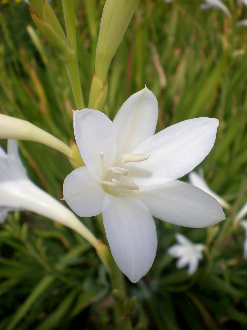 Cape Bugle-Lily photo 7