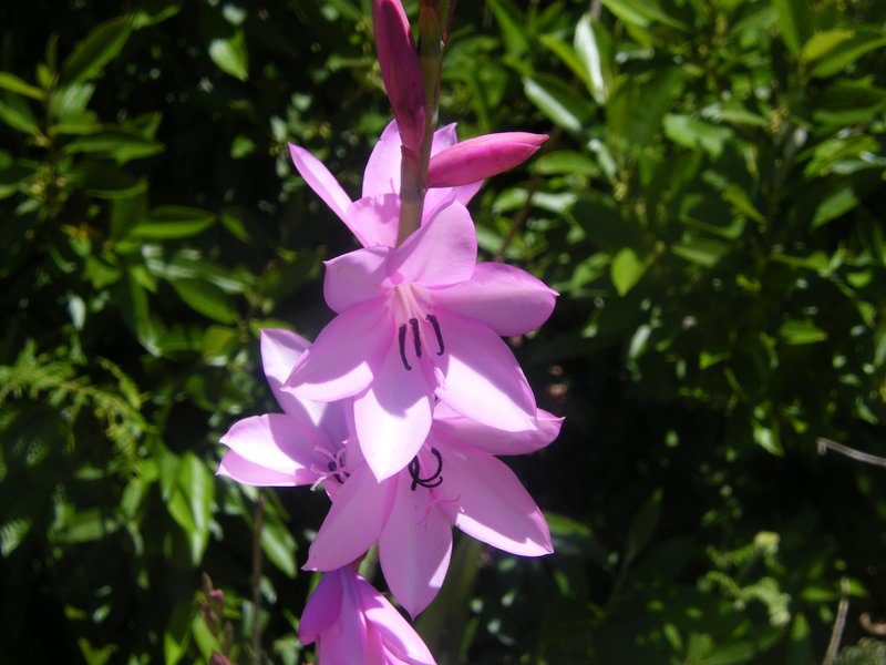 Cape Bugle-Lily photo 8