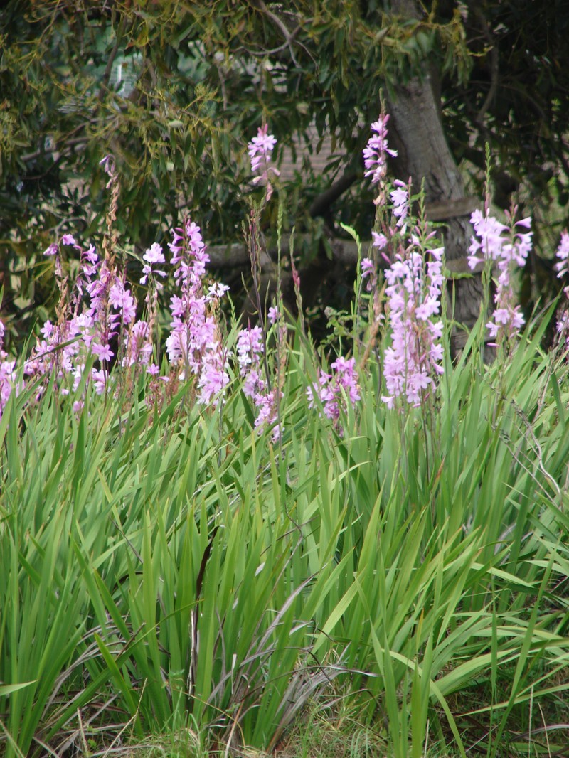 Cape Bugle-Lily