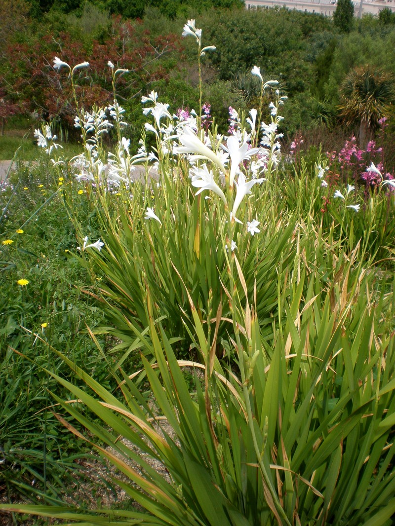 Cape Bugle-Lily photo 2