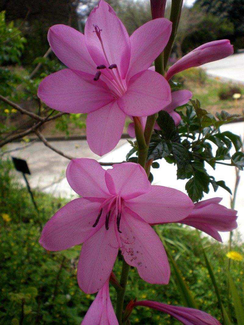 Cape Bugle-Lily photo 3