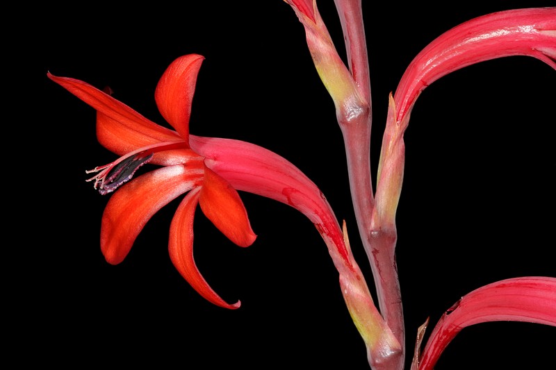 Bulbil Bugle-Lily photo 5
