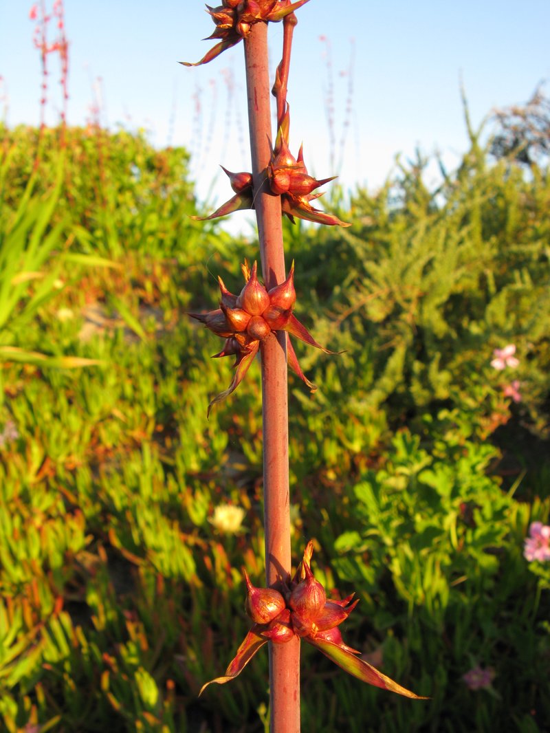 Bulbil Bugle-Lily photo 6