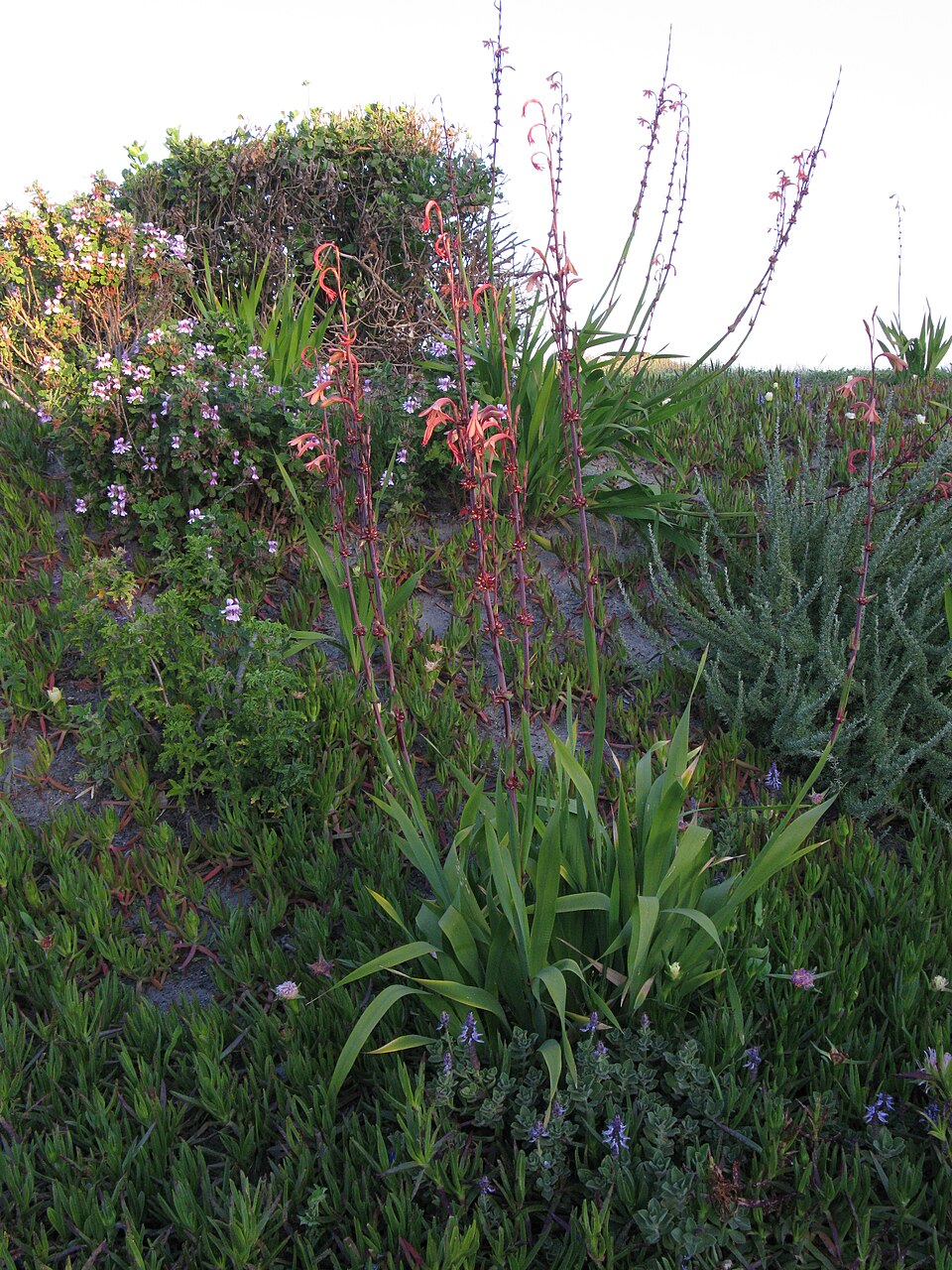 Bulbil Bugle-Lily photo 7