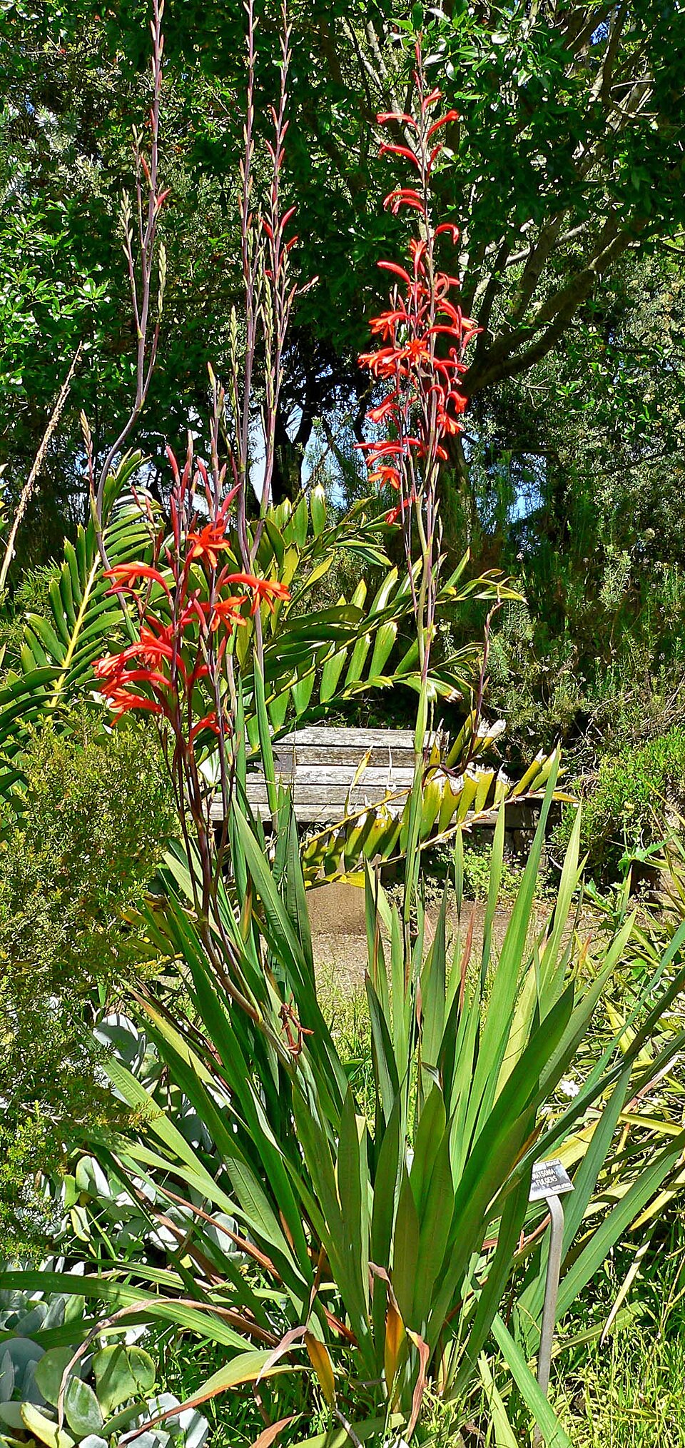 Bulbil Bugle-Lily photo 8
