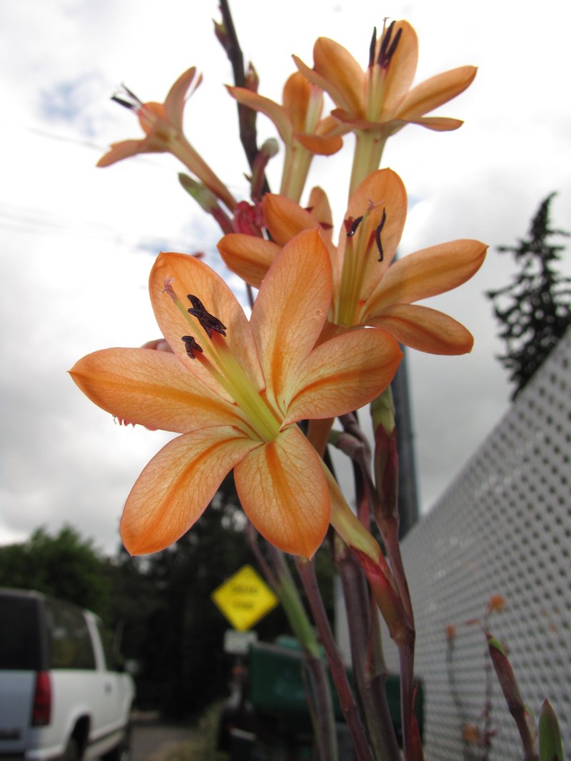 Bulbil Bugle-Lily