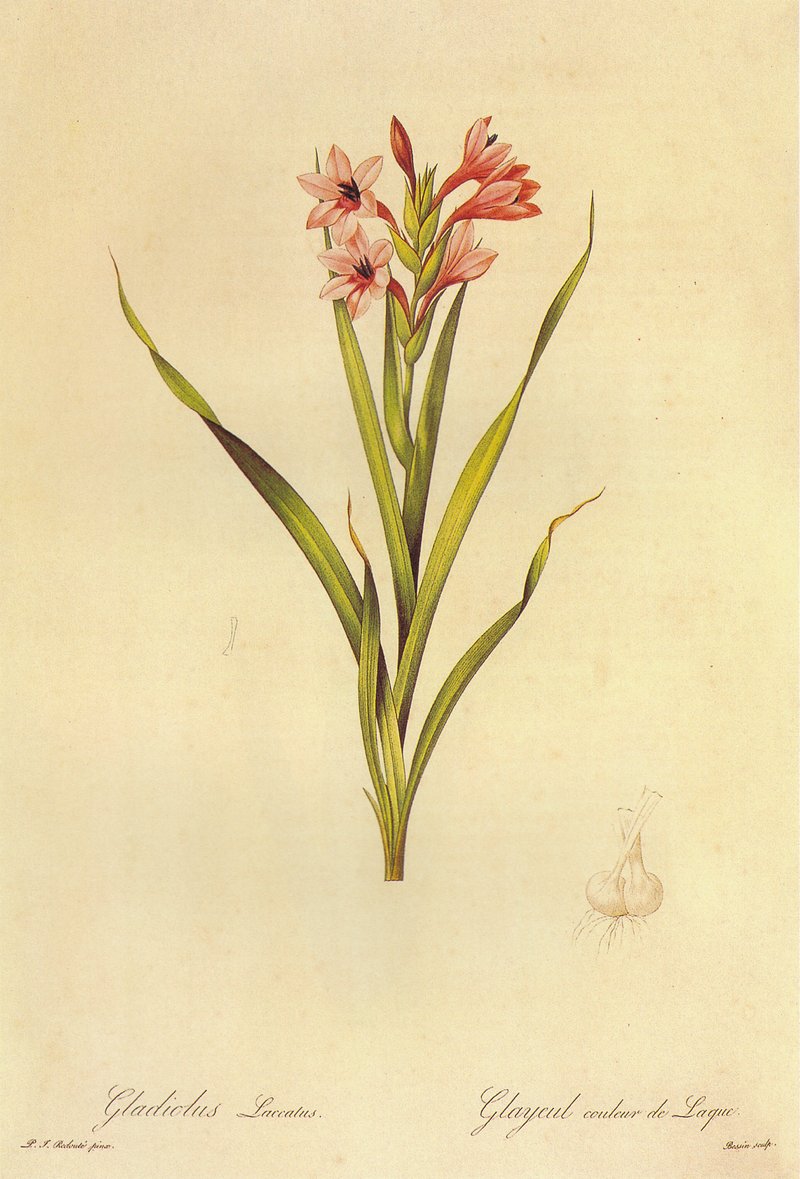 Bulbil Bugle-Lily photo 9